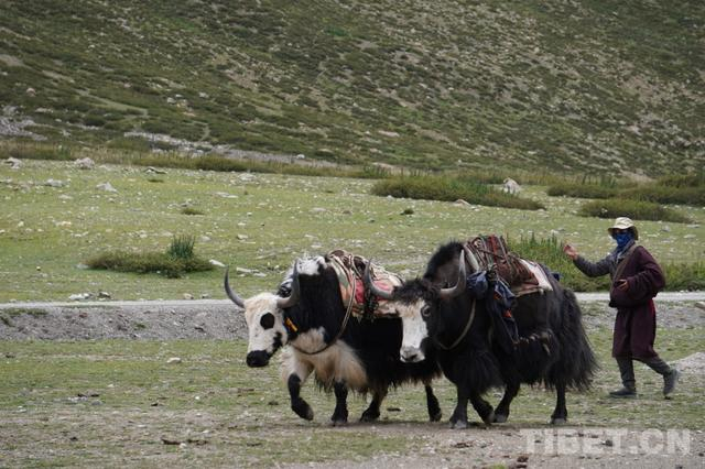 图为牦牛与赶牛人 摄影：张宇