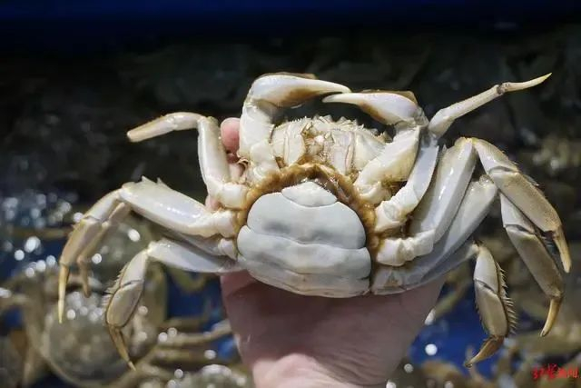 图源：红星新闻