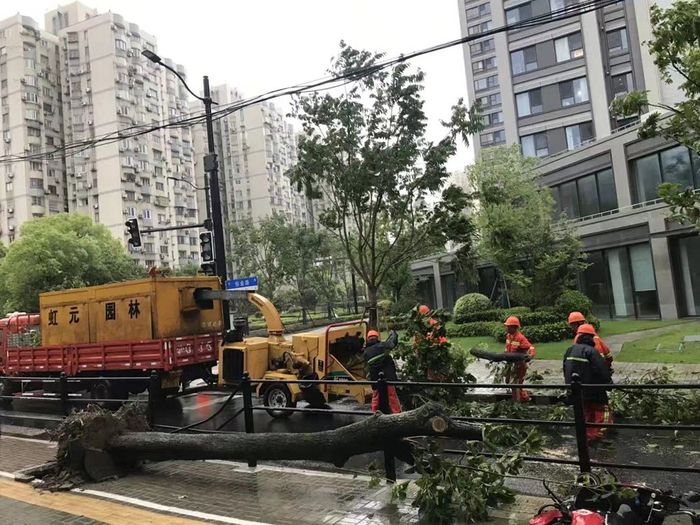 上海虹口绿化部门清理倒伏树木。上海虹口 图