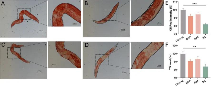 DS联用对脂质水平的协同作用