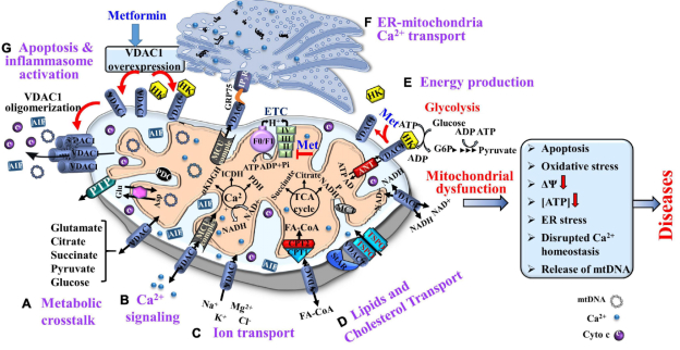 图注：VDAC1是一种多功能蛋白，控制着细胞和线粒体的功能