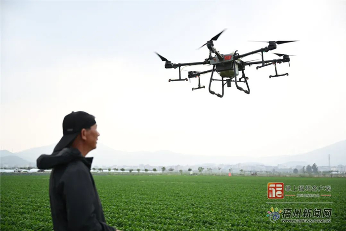 无人机在喷洒农药。林双伟 摄