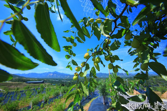 内丘县酸枣种植基地。资料图