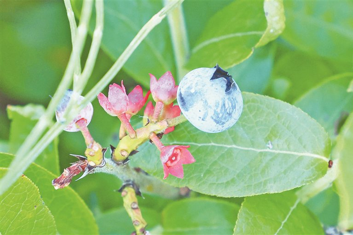 二龙山农场科技园区种植的蓝莓。