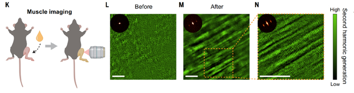 柠檬黄能显示出肌节的微观特征
