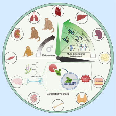 图注：二甲双胍让猕猴的大脑、肾脏、肺和皮肤等器官的衰老速度都有所减缓