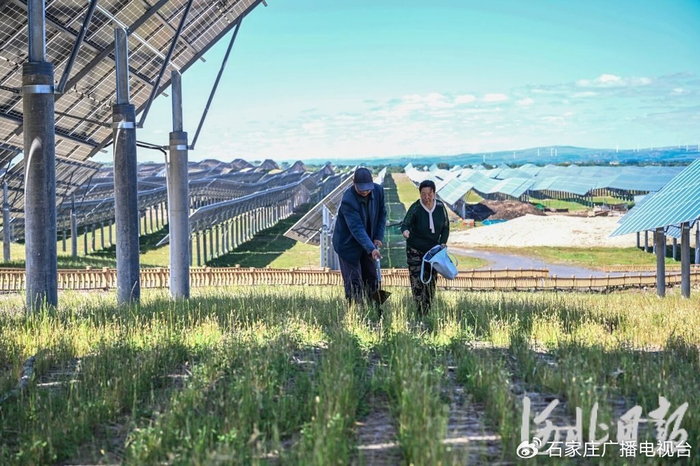 9月5日，三复兴地村村民正在“七彩河”光伏电站内补植牧草。河北日报记者田明摄