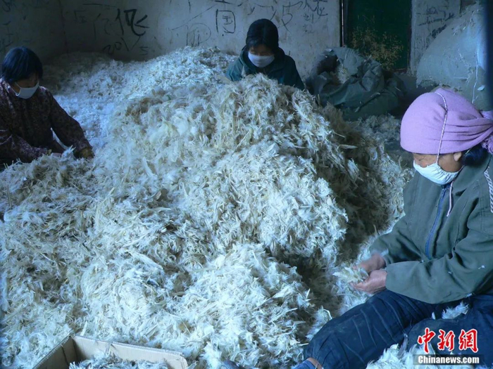 初期羽绒分拣场景。台前县委宣传部供图
