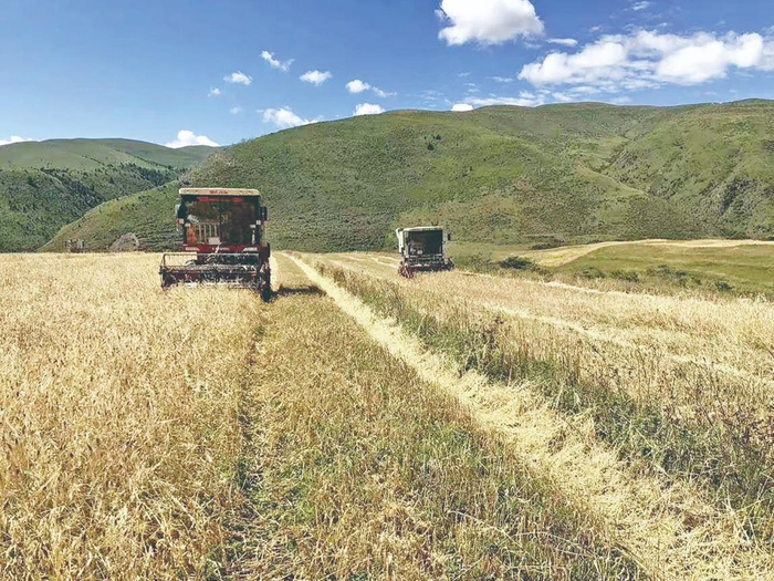 迎来青稞丰收季。程宦宁 余晖 摄 