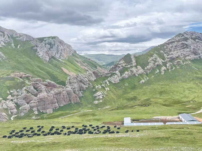 囊谦县生态畜牧业发展蹄疾步稳。程宦宁 余晖 摄 