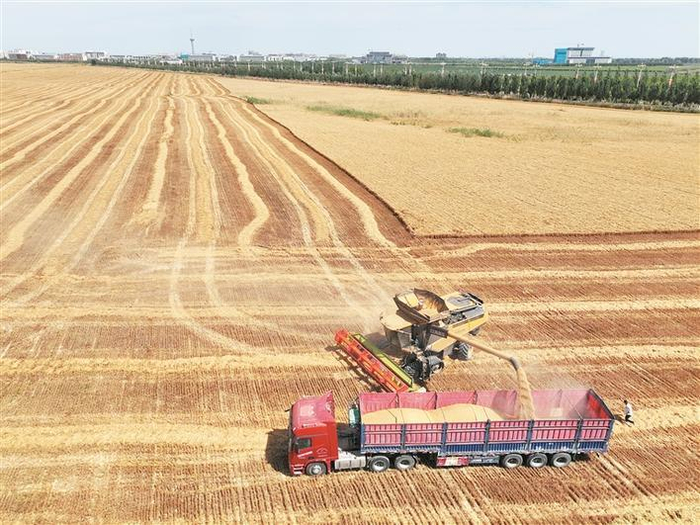 　　收割机在七师一三○团一片麦田里作业（资料图片）。
