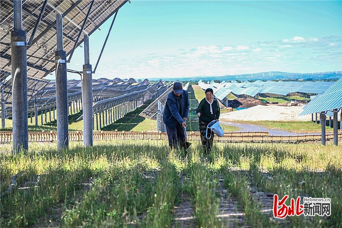 9月5日，三复兴地村村民正在“七彩河”光伏电站内补植牧草。河北日报记者田明摄