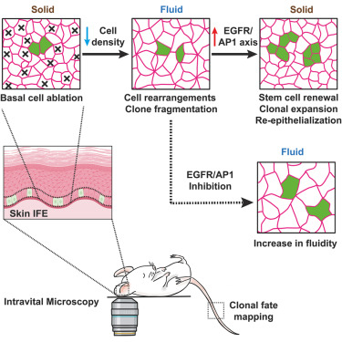 图片来自Cell, 2024, doi:10.1016/j.cell.2024.07.031