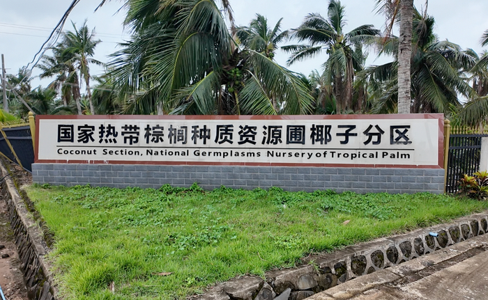 国家热带棕榈种质资源圃椰子分区（央广网记者  索迪  摄）