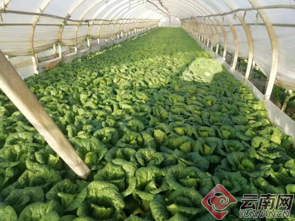 云南蔬菜受全国客商青睐 供图