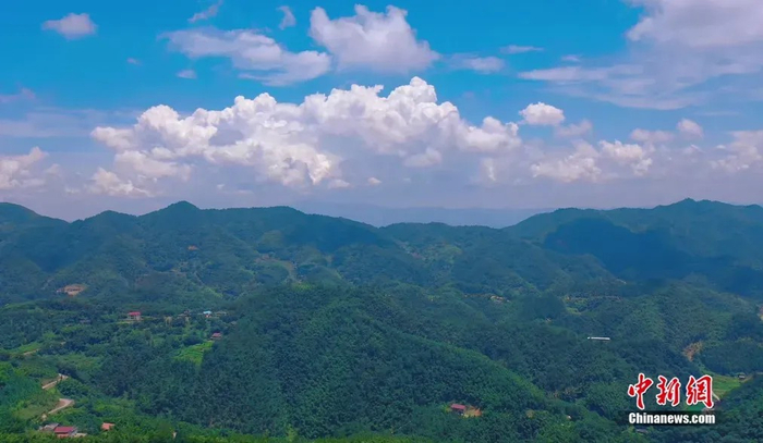 耒阳蔡伦竹海。耒阳市委宣传部供图