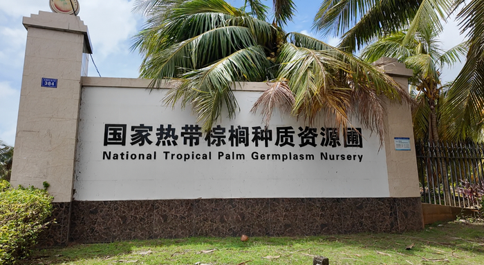 国家热带棕榈种质资源圃（央广网记者  索迪  摄）