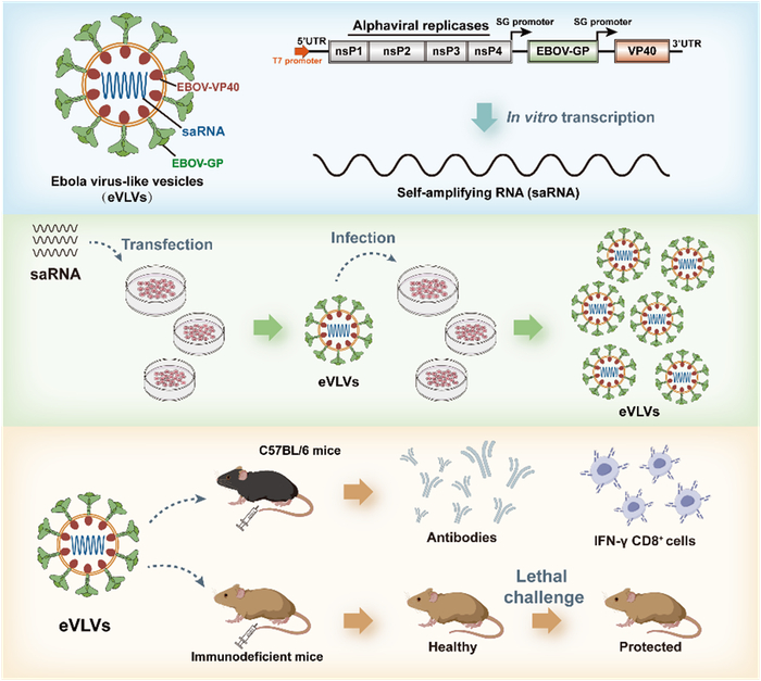 图1 一种埃博拉病毒自复制型病毒样囊泡疫苗的构建及免疫保护评价