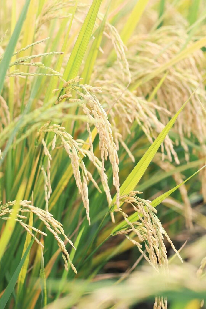 （四川发布 供图）