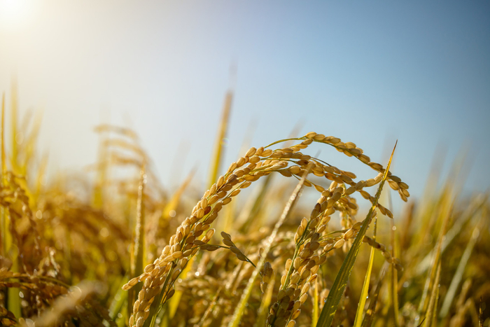 （图片来源 图虫创意）