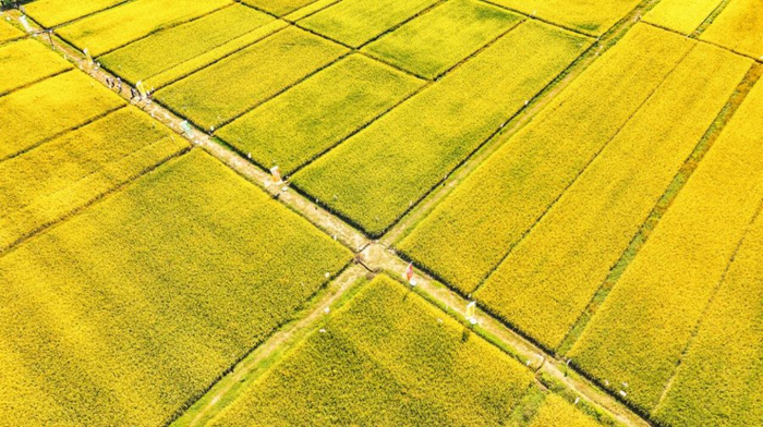 （中安在线 提供）