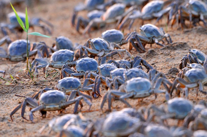 （东北新闻网 供图）