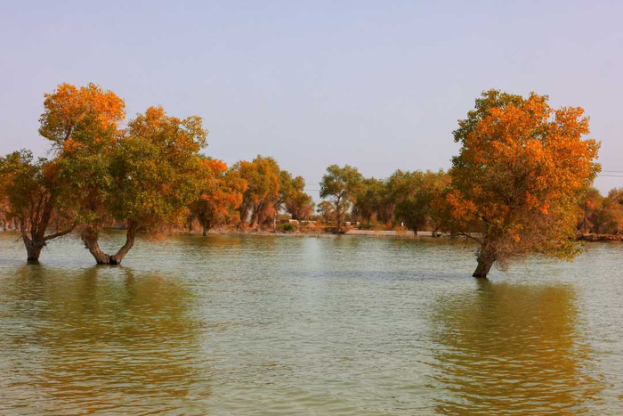 沙雅县胡杨林。程磊 摄