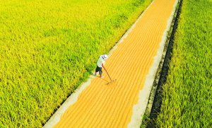 　　贵安新区高峰镇龙宝村村民晒谷忙。  石照昌 摄
