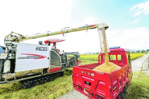 　　机械化收割水稻效率高。 　　石照昌 摄