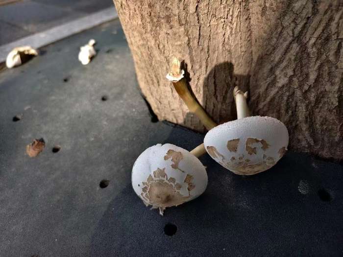 隽逸路上发现的蘑菇。 受访人刘先生提供