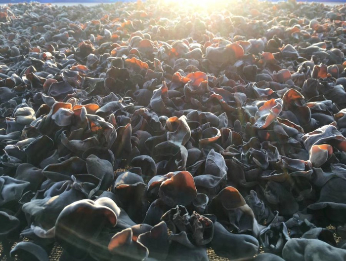 图片由汪清县委宣传部提供