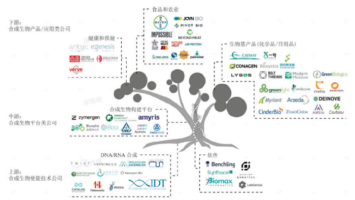 合成生物学企业图谱资料来源：《合成生物学产业发展与投融资战略研究》