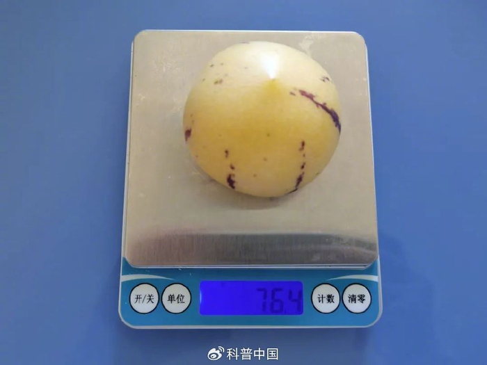 1 个人参果约 80 克 图片来源：作者提供