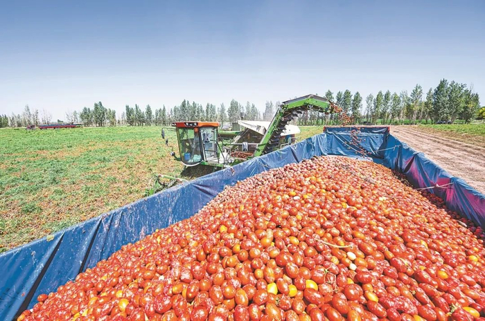 新疆昌吉回族自治州昌吉市大西渠镇思源村，番茄收获机在采收成熟的加工番茄。何龙 摄