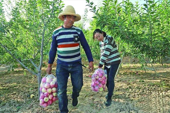 白武家垣果农正在采摘苹果。贺万梅 摄