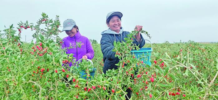 都兰（国家）现代农业产业园枸杞种植基地的枸杞丰收。苏烽 摄