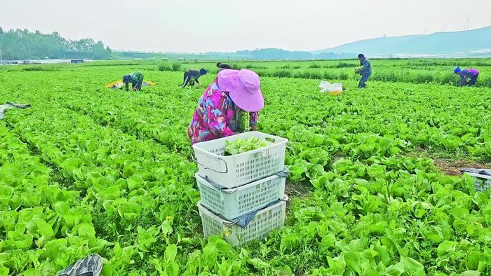 蔬菜收获现场。西宁市湟中区委宣传部供图