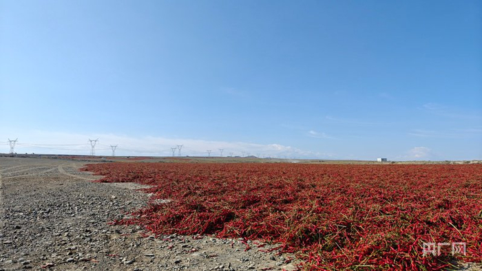 晾晒场上的辣椒  （央广网记者郭璁悦  摄）