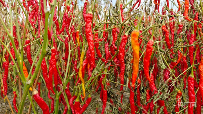 安集海线椒  （央广网记者郭璁悦  摄）