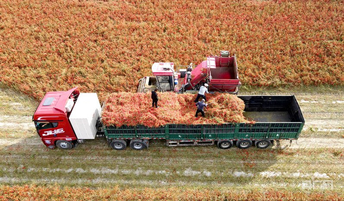 机械化采收辣椒  （央广网发  宋建亮  摄）