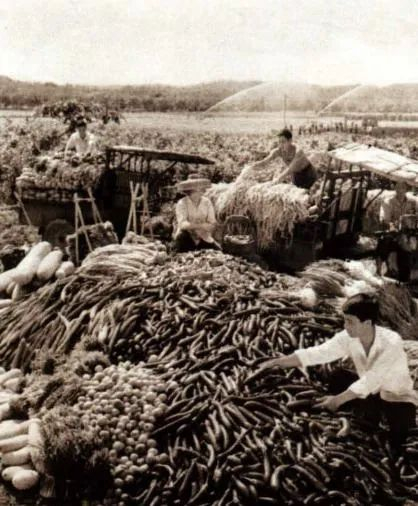 1974年，郊区向阳人民公社白沙大队蔬菜生产比1965年增长3倍多。图为当时丰收情景