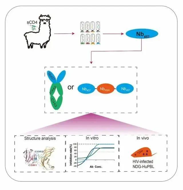 HIV 中和纳米抗体发现与工程改造