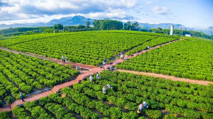 白沙茶种植园（央广网发 白沙黎族自治县委宣传部供图）