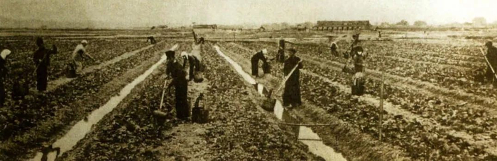 1958年9月初，南宁市成立4个人民公社。图为和平人民公社社员在菜地劳动 