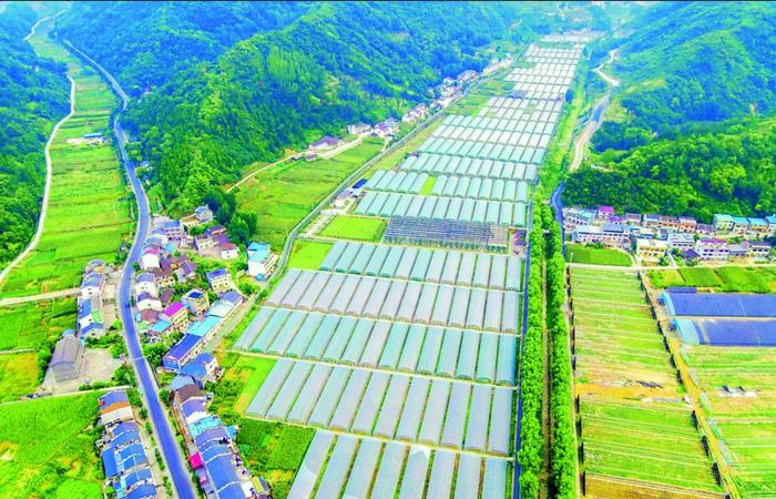 香口乡好香口蔬菜基地 郧轩文摄