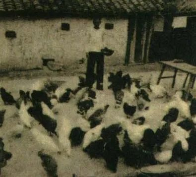 1960年，各单位自办的农副业场从养猪为主发展到养鸡、养鸭等，为群众的生活提供多样的食品。图为单位养鸡场