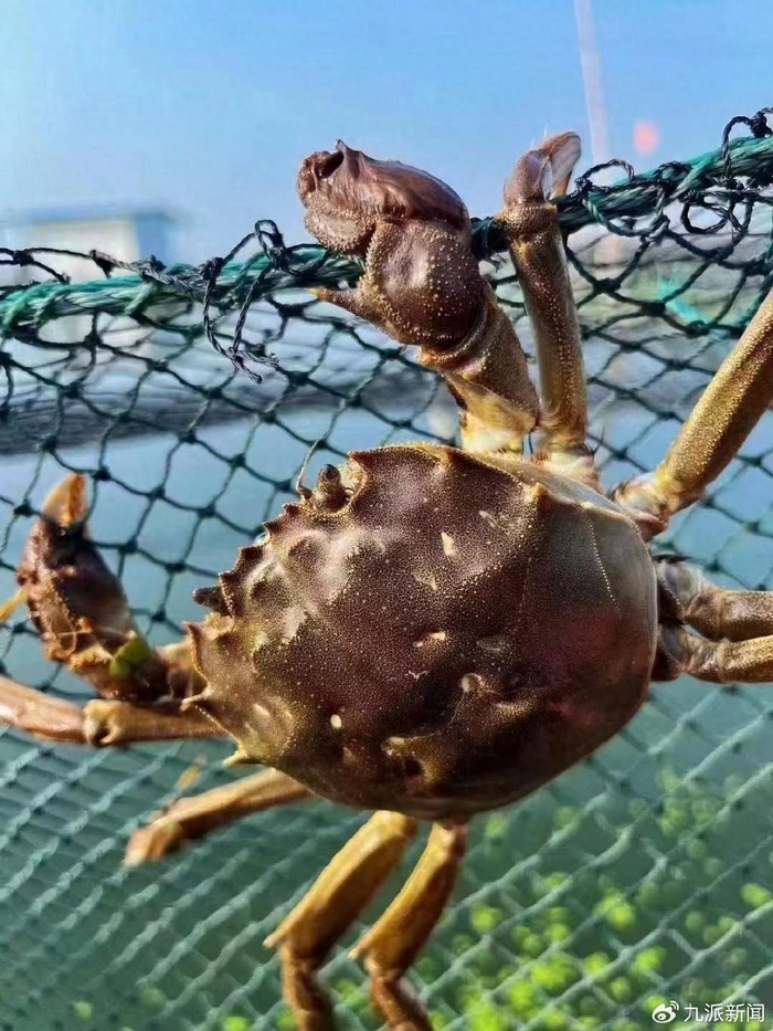 阳澄湖大闸蟹。图/受访者提供