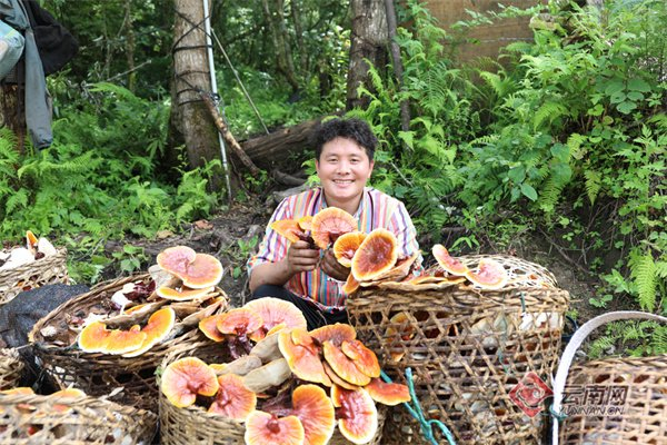 独龙族群众努力发展绿色产业