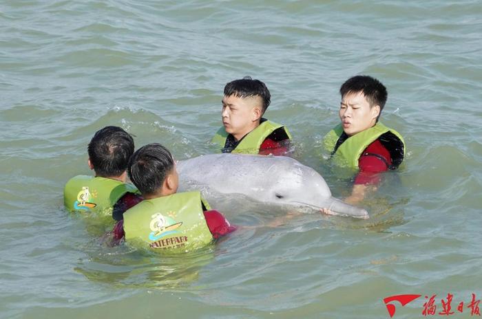 福建省首次成功救助搁浅中华白海豚