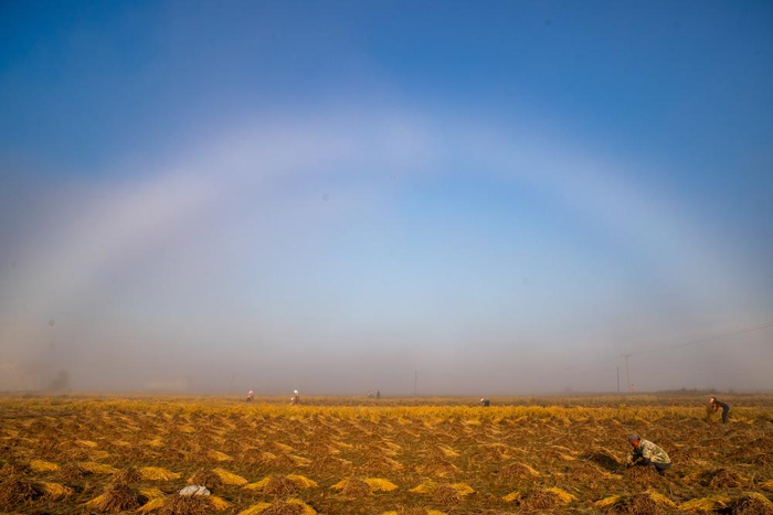 9月26日，在上官地村的稻田地里，村民在晨雾中收割水稻。新华社记者 张涛 摄